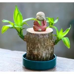 Brazilwood Hydroponic Plants Groot Lucky Wood Potted