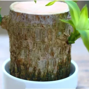 Brazilwood Hydroponic Plants Groot Lucky Wood Potted