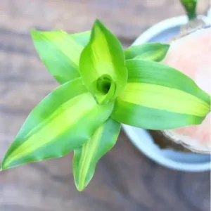 Brazilwood Hydroponic Plants Groot Lucky Wood Potted