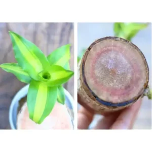 Brazilwood Hydroponic Plants Groot Lucky Wood Potted