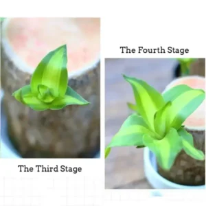 Brazilwood Hydroponic Plants Groot Lucky Wood Potted