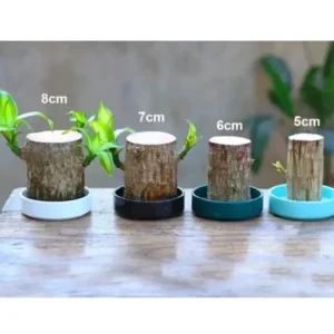 Brazilwood Hydroponic Plants Groot Lucky Wood Potted
