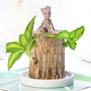Brazilwood Hydroponic Plants Groot Lucky Wood Potted