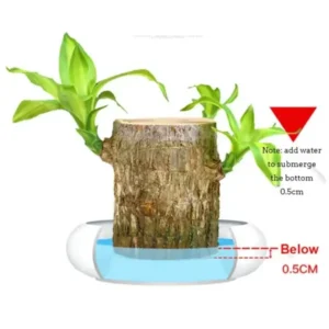 Brazilwood Hydroponic Plants Groot Lucky Wood Potted